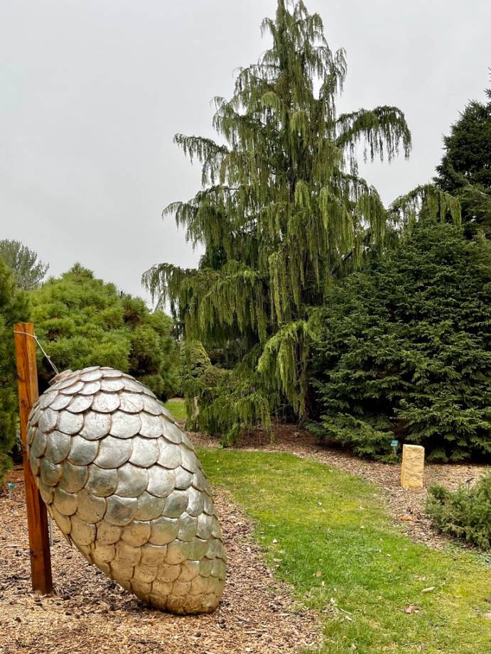 Pine Cone Botany For Beginners - Dyck Arboretum