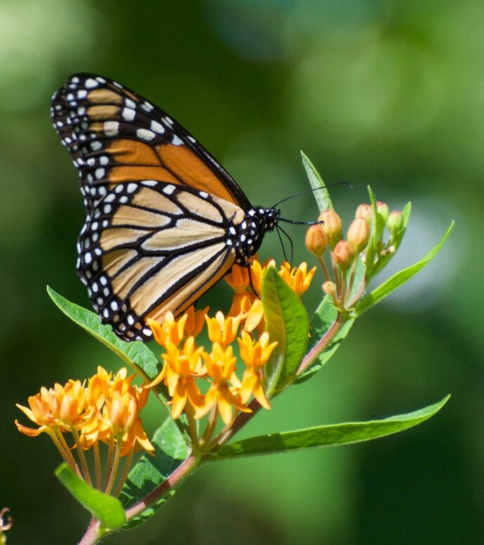 Home - Dubuque Arboretum